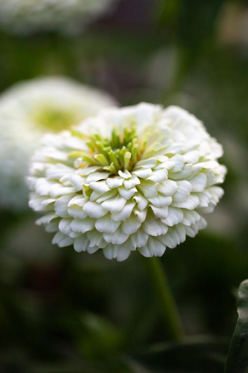 Zinnia elegans, 'Benary's Giant White'