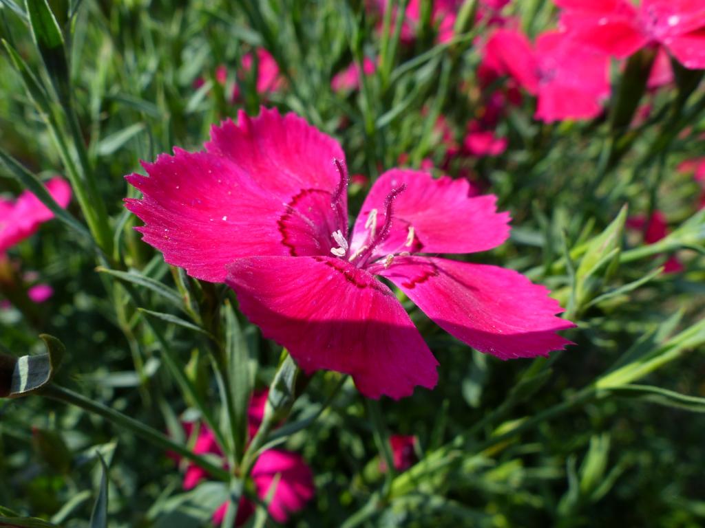 Dianthus deltoides, True Wild Form