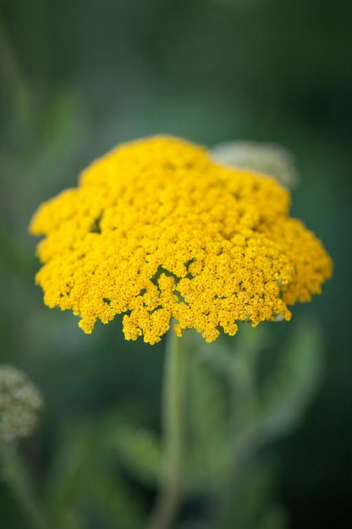 Achillea filipendula, 'Parker's Variety'