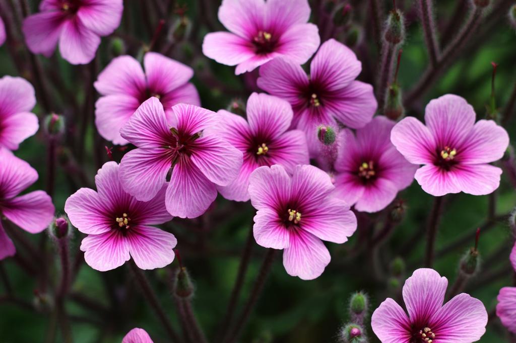 Geranium maderense