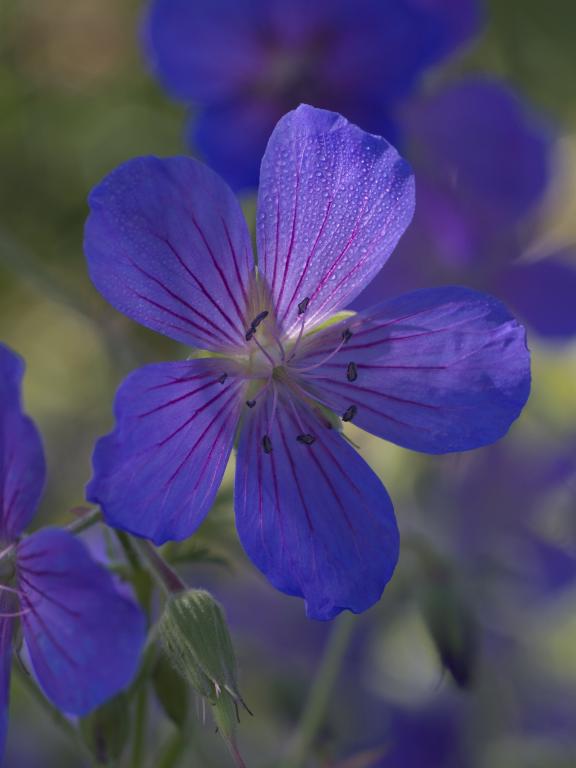 Geranium pratense