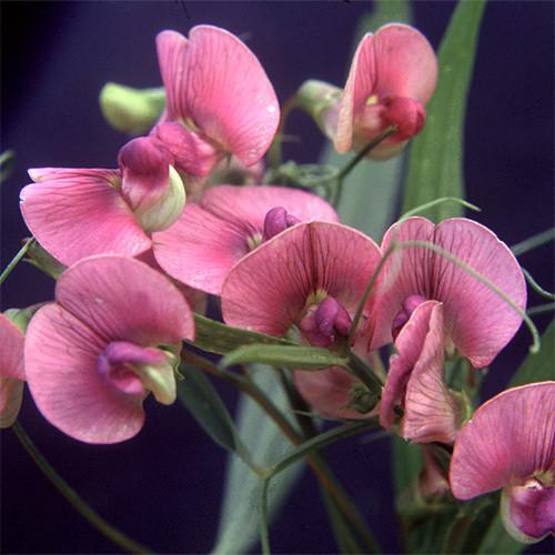 Lathyrus sylvestris