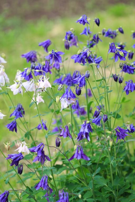 Aquilegia alpina