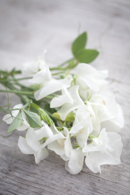 Lathyrus odoratus, 'Royal Family White'