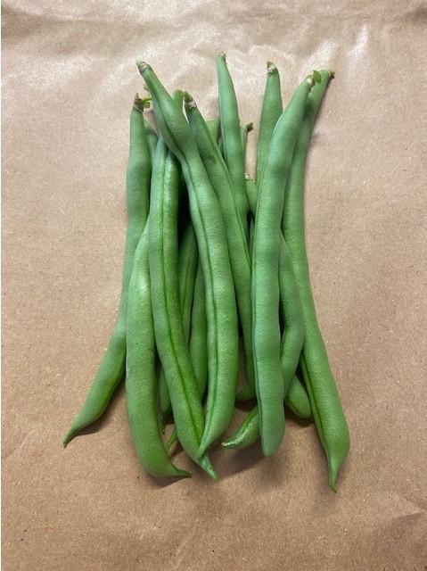 Bean, Climbing French, 'Blue Lake'