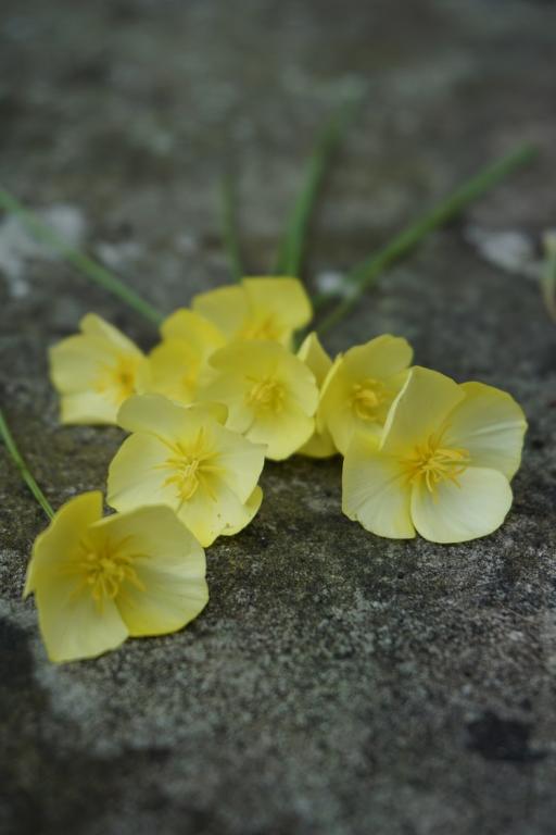 Eschscholzia caespitosa, 'Sundew'