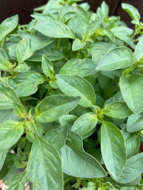 Lime Basil