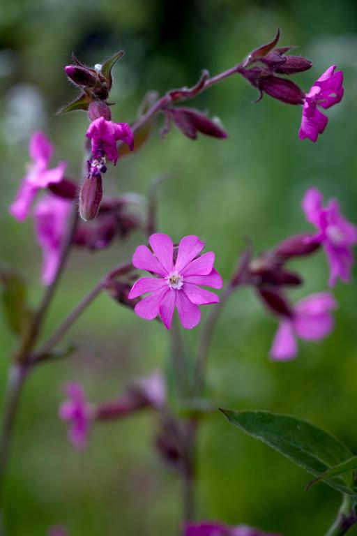 Silene dioica