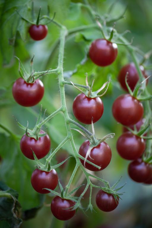 Tomato, Cherry, 'Black Cherry'