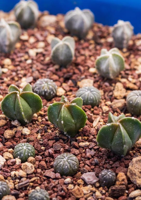 Astrophytum, Mixed Species