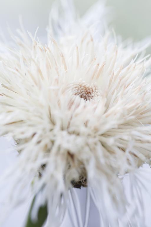 Centaurea americana, 'Aloha Blanca'