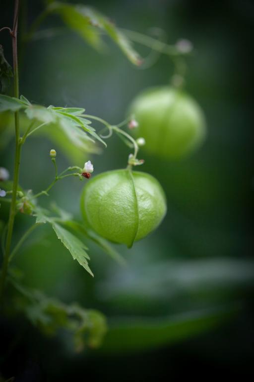 Cardiospermum halicacabum