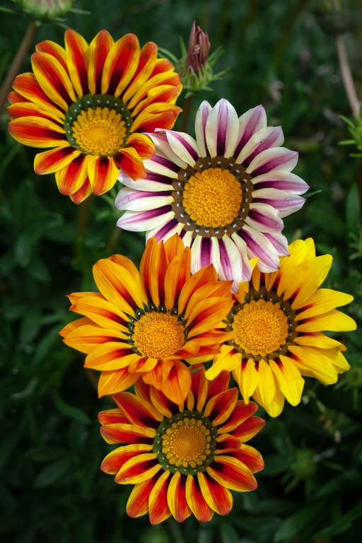 Gazania hybrida, 'Sunshine' Mixed
