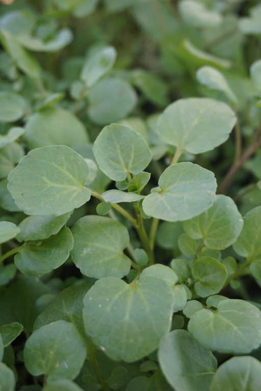 Watercress