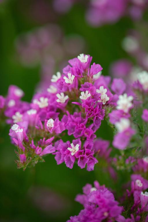Limonium sinuatum, 'Rose Light'