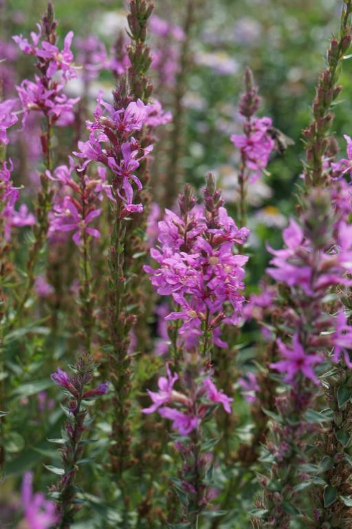Lythrum salicaria, True Wild Form