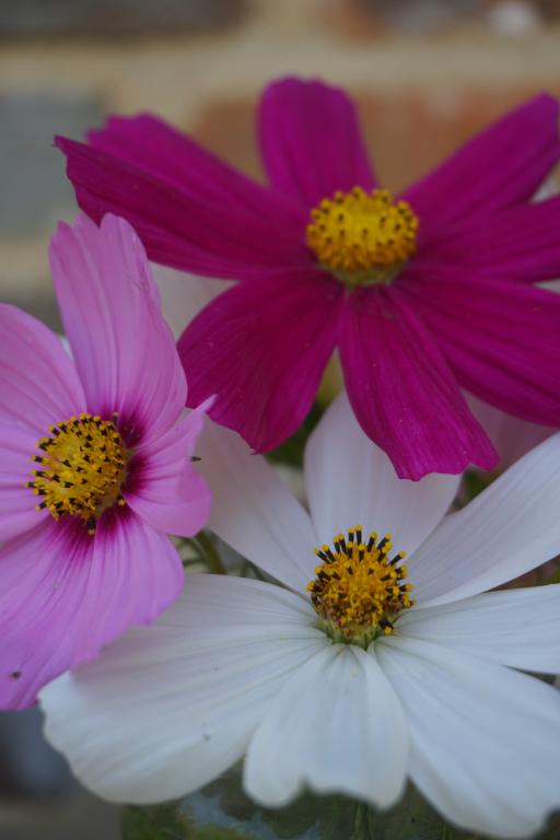 Cosmos bipinnatus, 'Sonata' Mixed