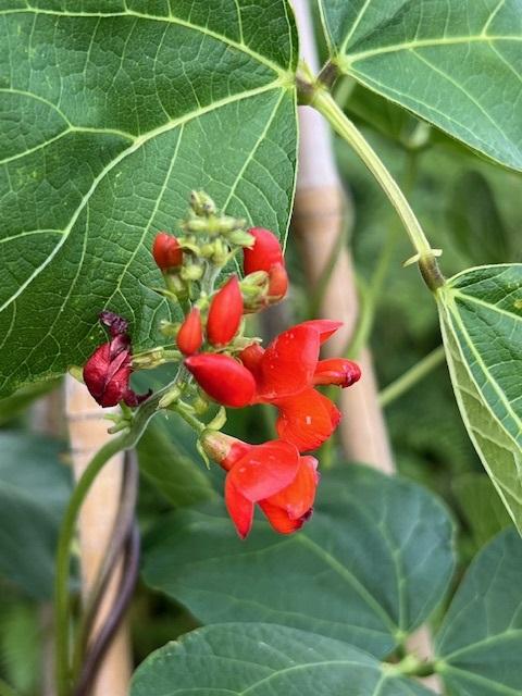 Bean, Runner, 'Scarlet Empire'
