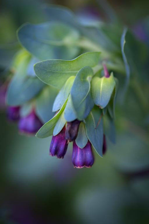 Cerinthe major var. purpurascens