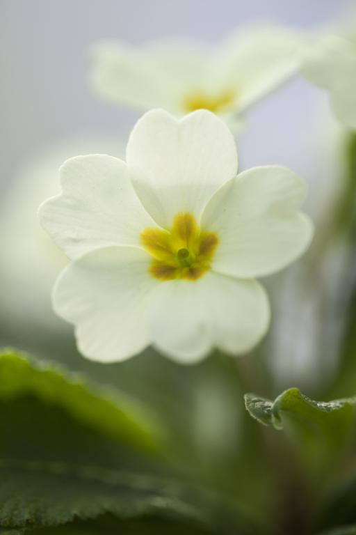 Primula vulgaris, True Wild Form