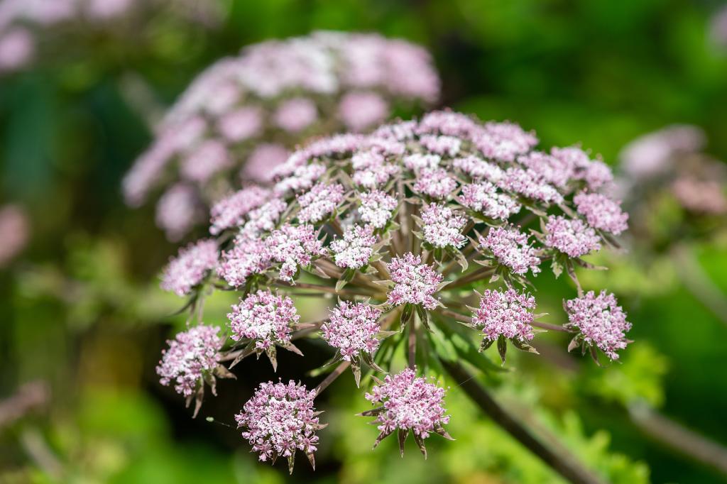 Chaerophyllum hirsutum, 'Roseum'