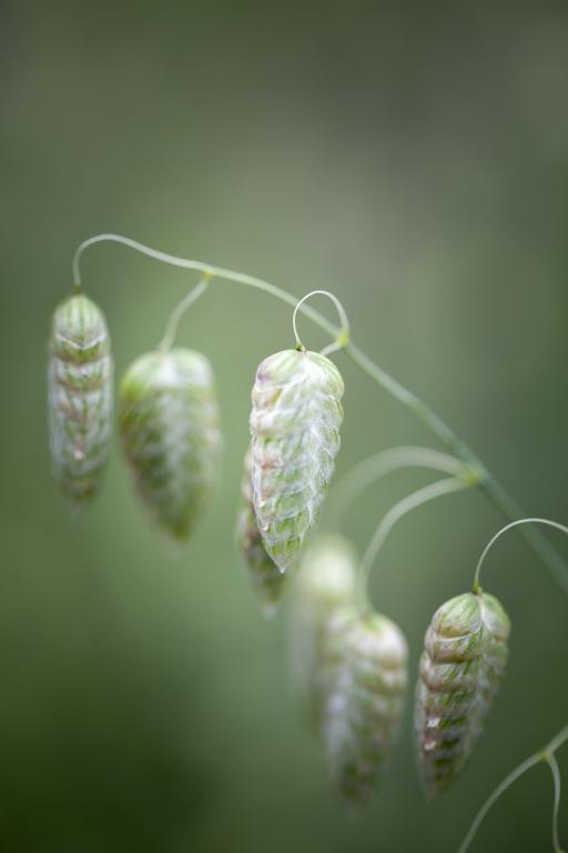 Briza maxima