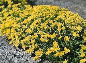 Sedum acre