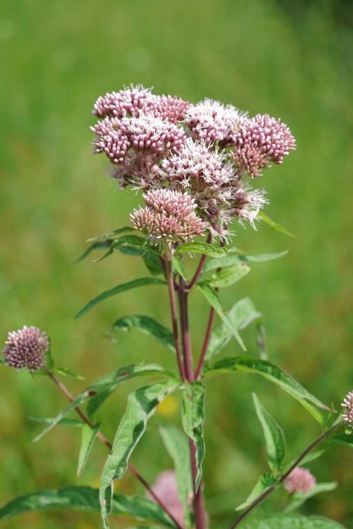Eupatorium cannabinum