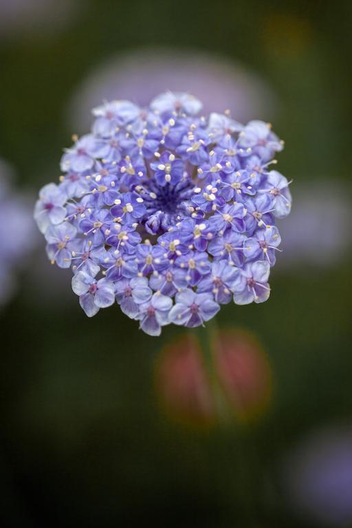 Didiscus caeruleus