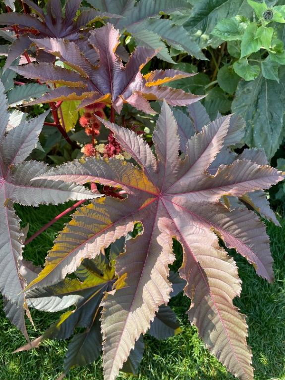 Ricinus communis var. gibsonii