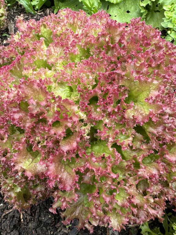 Lettuce, Curled & Oak Leaf, 'Lollo-Rossa'