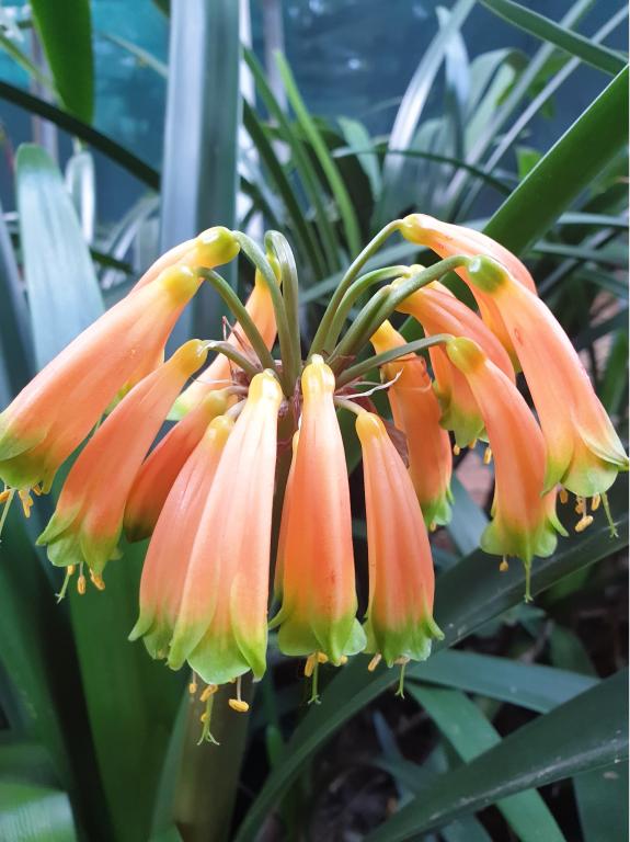 Clivia gardenii