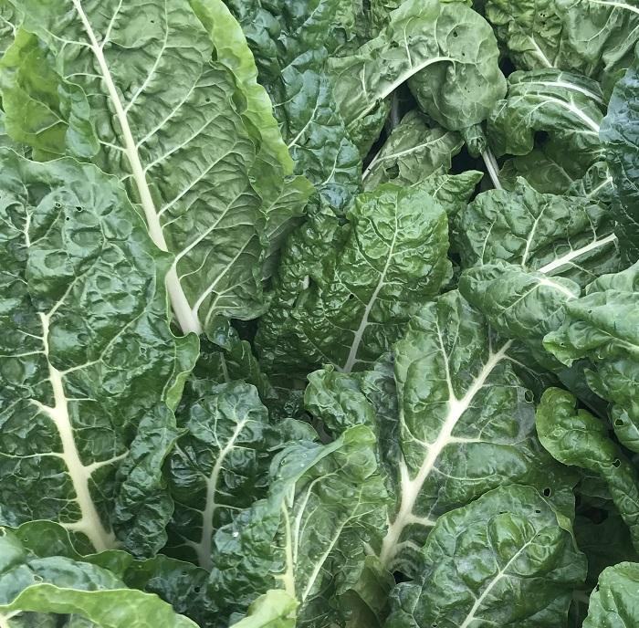 Chard, Swiss, 'Fordhook Giant'