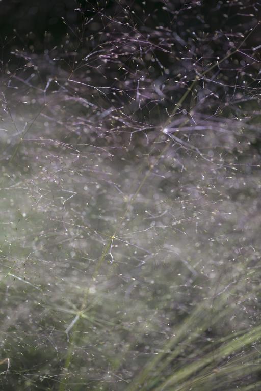 Agrostis nebulosa