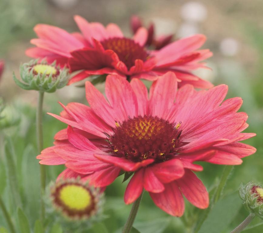 Gaillardia aristata, Arizona Series, 'Arizona Red Shades'