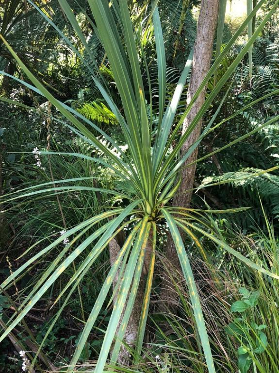 Cordyline australis