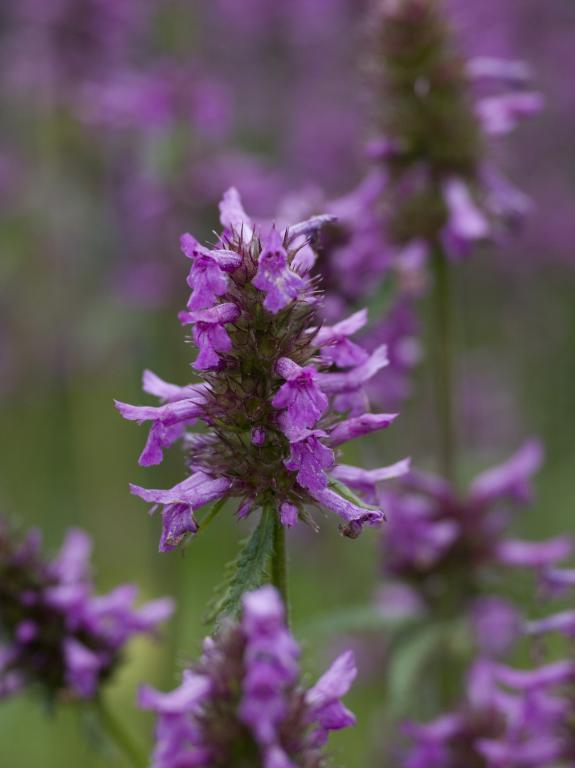 Stachys officinalis