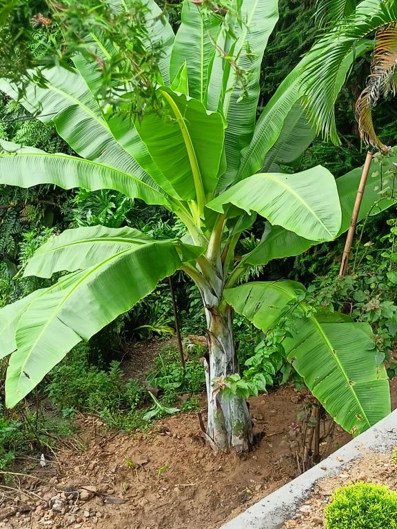 Musa glauca