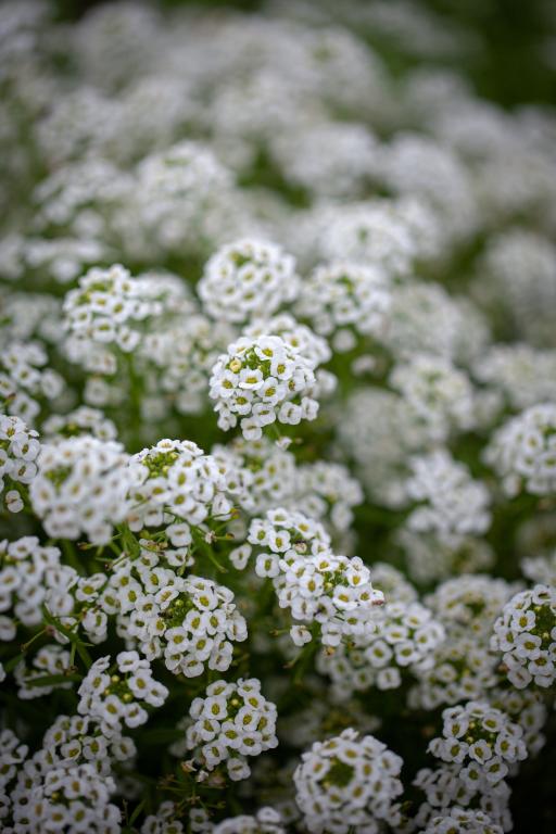 Lobularia maritima, 'Carpet of Snow'
