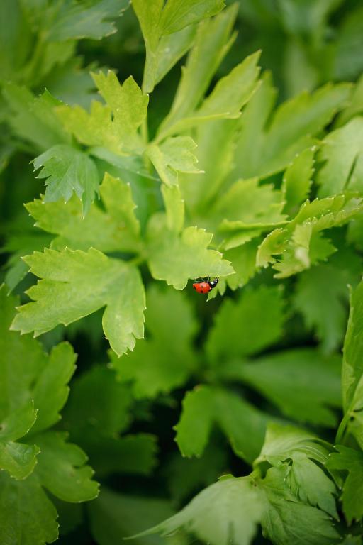 Celery, 'Golden Self-Blanching'
