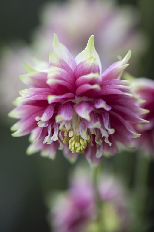 Aquilegia vulgaris var. stellata, 'Nora Barlow'
