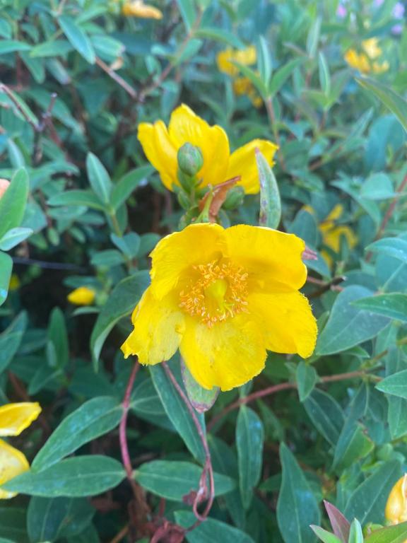 Hypericum calycinum