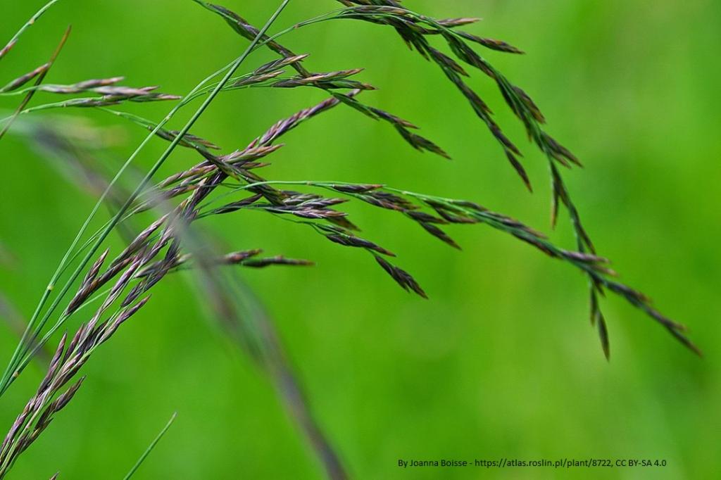 Festuca amethystina