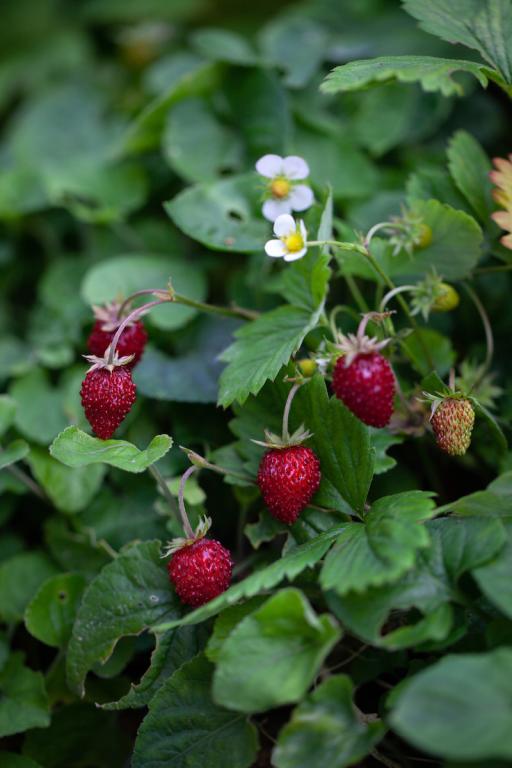 Wild Strawberry (Fragaria vesca)