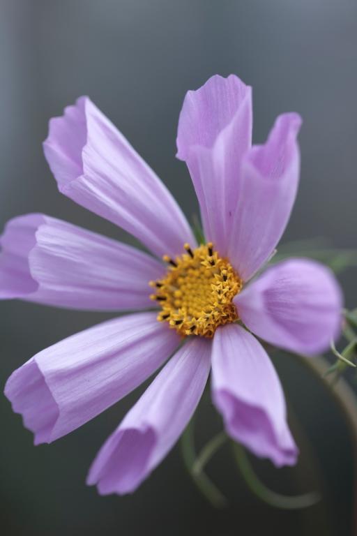 Cosmos bipinnatus, 'Sea Shells' Mixed