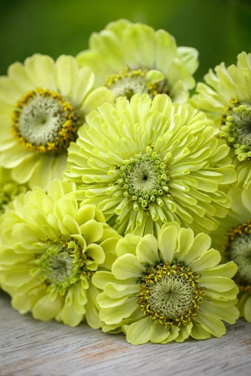 Zinnia elegans, 'Envy'
