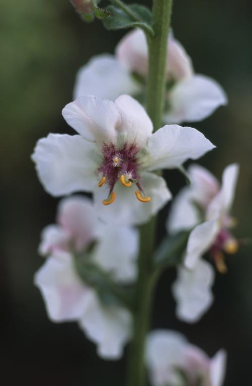 Verbascum blattaria var. album