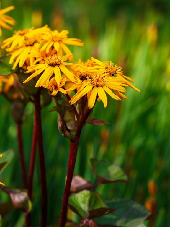 Ligularia dentata, 'Midnight Lady'