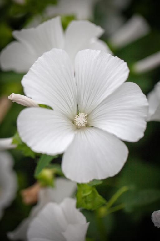 Lavatera trimestris, 'Mont Blanc'