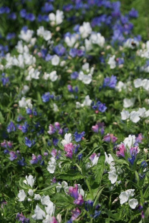 Echium vulgare, Dwarf Hybrids